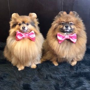 Meet your Posher, Judy